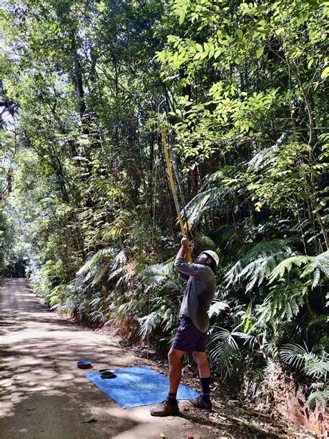 Some tropical trees cool their leaves to survive the heat — but not all species have ways to cope