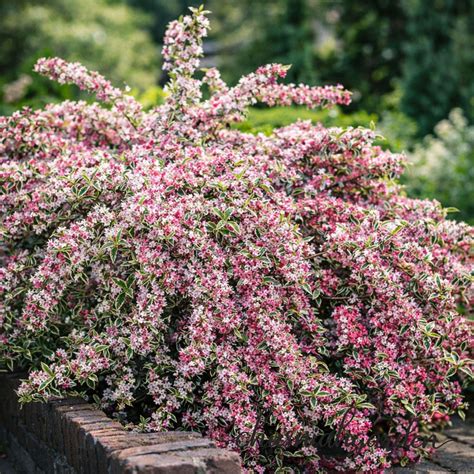 Variegated Weigela Live Plant | Pink Flowering Shrub, Hardy Garden ...