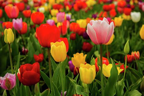 Image result for Spring Flower Nail Tutorials