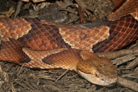 Copperheads in NC: Where do they go when it gets cold? | Charlotte Observer