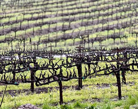 The Best 8 Sonoma Wineries to Visit