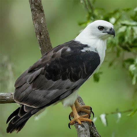 11 Amazing Hawks With White Heads (With Pictures)
