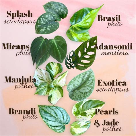 Pothos vs philodendron what are the differences – Artofit