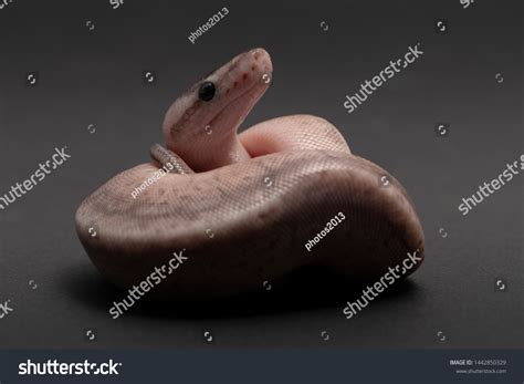 Baby Pythons 的图像结果