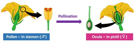 Image result for Types of Plant Reproduction