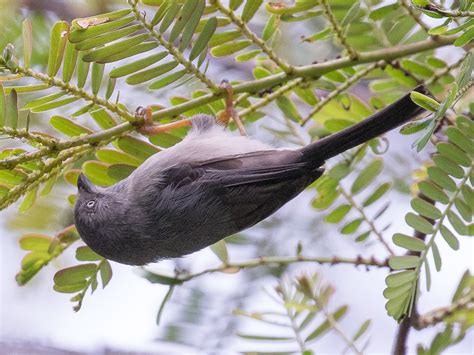 Pygmy Tit - eBird