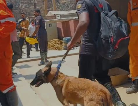 SLBC Tunnel Rescue: Kerala Cadaver Dogs Rejoin Search Efforts