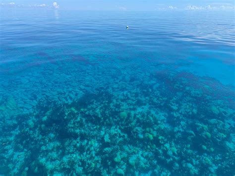 CAPTAIN KIRK'S CORAL REEF ADVENTURES (2026) All You Need to Know BEFORE ...