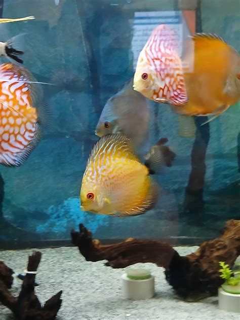 Image result for Discus Fish Shops