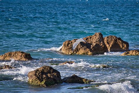 Nature Birds 的图像结果