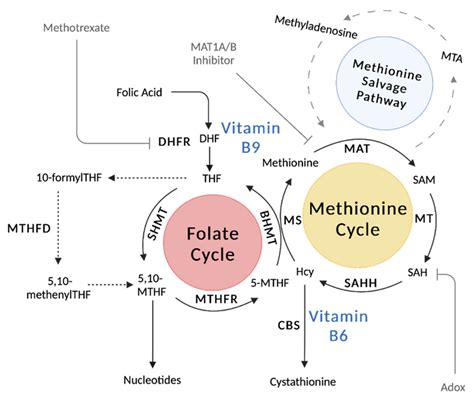 Simplifying the B Complex: How Vitamins B6 and B9 Modulate One Carbon Metabolism in Cancer and ...