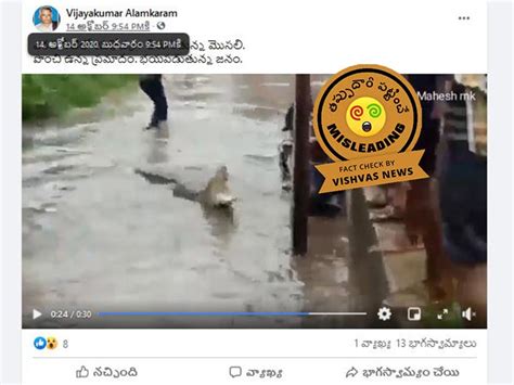 వాస్తవ తనిఖీ : వరద నీటిలో మొసలి కొట్టుకొచ్చిన దృశ్యం హైదరాబాద్‌లో కాదు ...