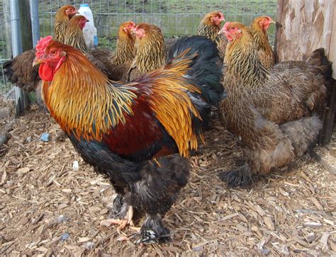 Brahma Bantam Chickens For Sale Uk at Fawn Adams blog