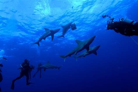 Salty Divers (Jupiter) - All You Need to Know BEFORE You Go