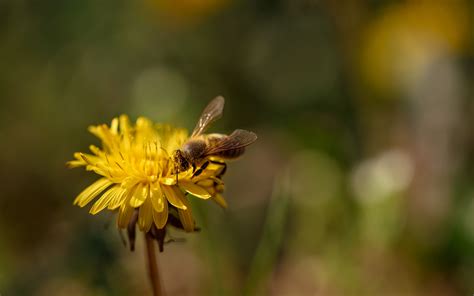 Download wallpaper 3840x2400 bee, insect, dandelion, flower, macro 4k ...