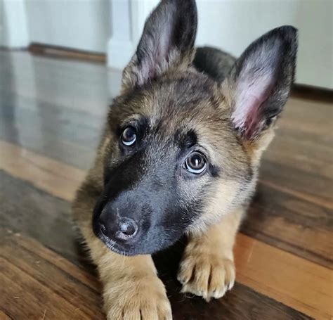 German Shepherd Puppies For Sale Imported From Germany at gancamilablog ...