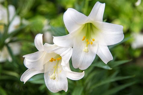 Easter Lily Flower