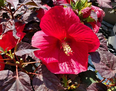 44 Types of Hibiscus You Should Grow in Your Garden
