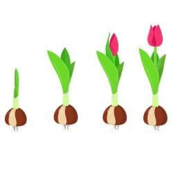 NCERT Textbook: Plant Growth and Development - Biology Class 11 - NEET ...