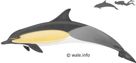 Watch Common Dolphins in Spain
