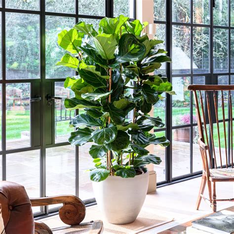 Green Paradise Ficus Lyrata Plant Fiddle Leaf Fig Live Plant ...