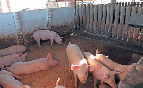 Small-Scale Hog Farming 的图像结果