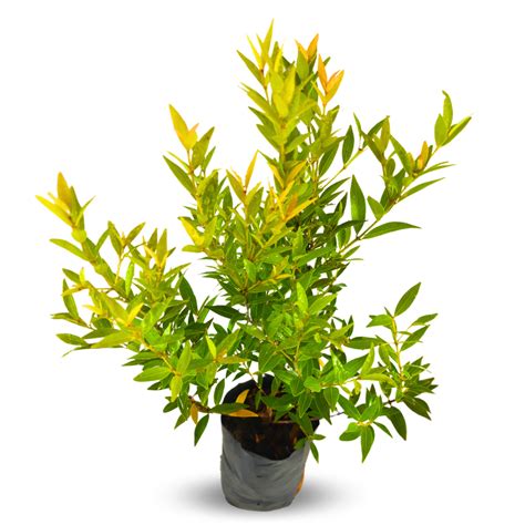 Green Paradise® Cristina Yellow (Syzygium Campanulatum) Healthy Live P ...