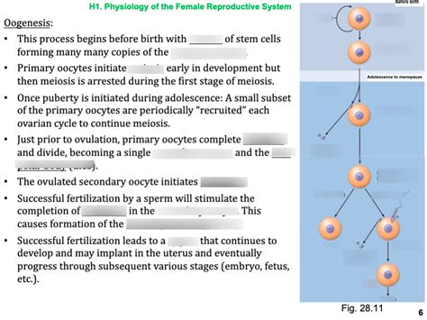 Image result for Oogenesis Animation