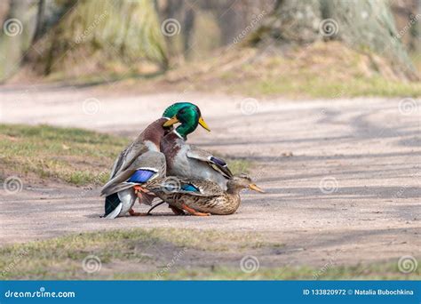 Two Male Mallards Fighting for Mating Over Female Duck Stock Photo ...