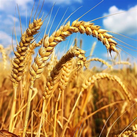 The Wheat Belly Diet: Fact, Fad, or Flat Belly Solution? - Bondi Beach Tea Co