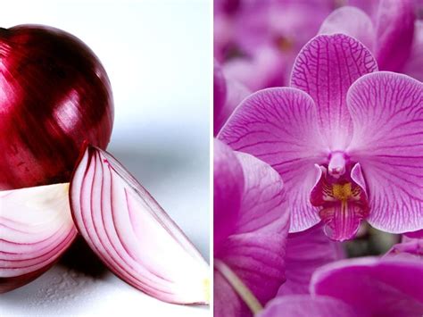 Orchids push out an 'abundance of fresh flowers' with easy trick to complete after blooms fade