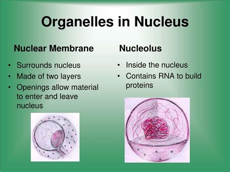Cell Structure and Function 的图像结果