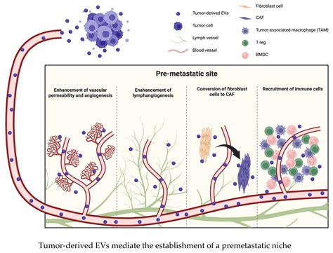Extracellular Vesicles Are Important Mediators That Regulate Tumor ...