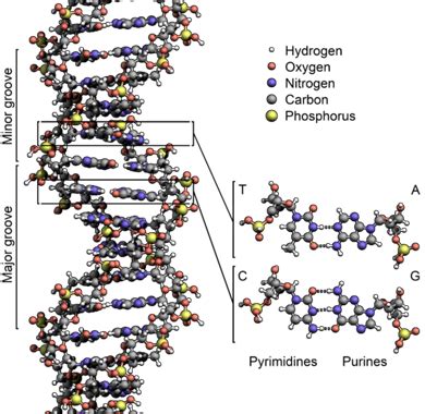 Image result for NonCoding DNA