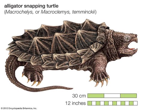 snapping turtle | reptile | Britannica