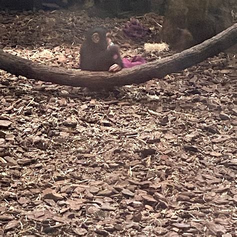 THE MARYLAND ZOO - All You Need to Know BEFORE You Go 2026 (with Photos ...