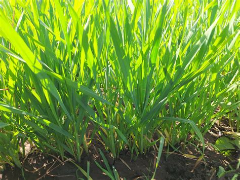 ☘️ Harnessing the Power of Cotton Stalk Biomass: EcoKrishi's Biochar 🌿