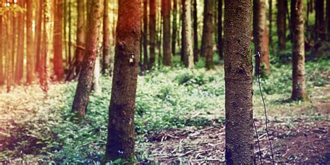 Image result for Relaxing Tree Sounds