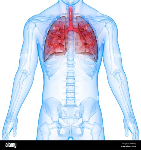 Image result for Lung Segmentation Using CNN