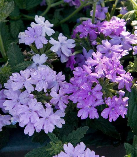On Rock Wall Trailing Verbena