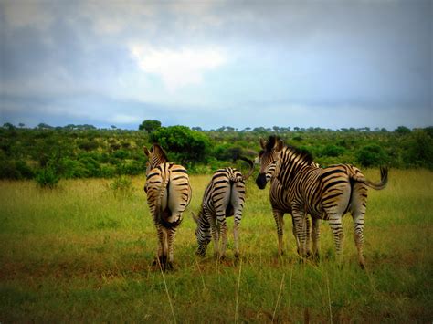 Free Images : landscape, grass, wilderness, sky, prairie, wildlife, wild, herd, jungle, pasture ...