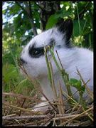 Image result for Baby Black Polish Bunny