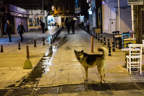Public flocks Parliament with petitions on Türkiye's stray dog issue ...