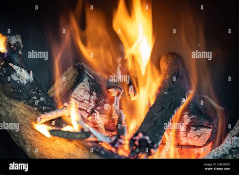 Tree Trunks Exploding 的图像结果