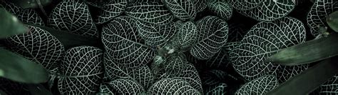 Download wallpaper leaves, plants, leaves, flora, plants, flora, David ...