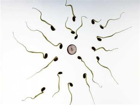 Heard of sperm test app? Here's how you can check your sperm motility ...