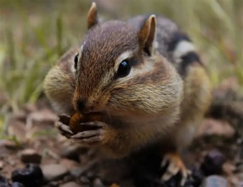 Image result for Digesting Chipmunk