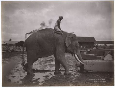 Elephant at Work - Rangoon, Burma (Myanmar) c1880's - Old Indian Photos