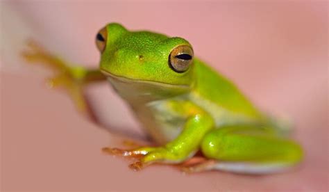 Image result for Chartreuse Definition