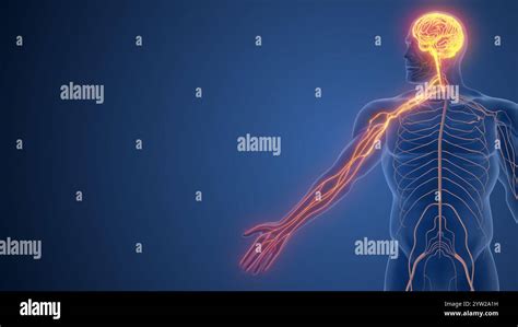 Image result for Somatic Nervous System Function